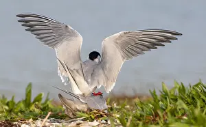 European Coastal Nature Stampe: Common Tern, Sterna hirundo