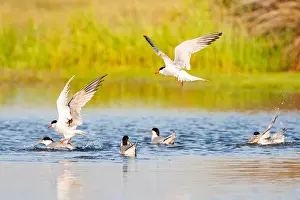Sterna Hirundo Images Stampe: Common Tern, Sterna hirundo