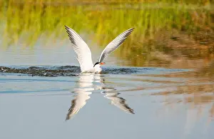Mediterranean Wildlife Photography Stampe: Common Tern, Sterna hirundo