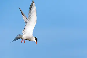 Mediterranean Wildlife Images Stampe: Common Tern, Sterna hirundo
