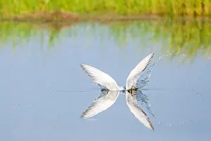 Mediterranean Wildlife Photography Stampe: Common Tern, Sterna hirundo