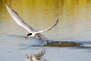 Wildlife In Greece Stampe: Common Tern, Sterna hirundo