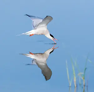 Mediterranean Wildlife Images Stampe: Common Tern, Sterna hirundo