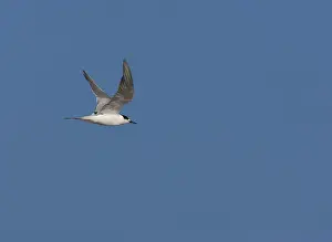 Blue Sky Wildlife Scene Stampe: Common Tern, Sterna hirundo