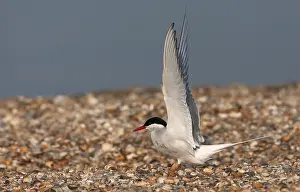 European Coastal Environment Stampe: Common Tern, Sterna hirundo