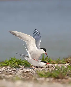 North Sea Nature Reserve Stampe: Common Tern, Sterna hirundo