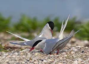 North Sea Nature Reserve Stampe: Common Tern, Sterna hirundo