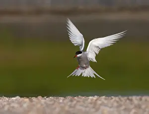 European Coastal Wildlife Stampe: Common Tern, Sterna hirundo