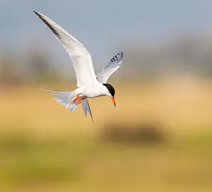 Sterna Hirundo Images Stampe: Common Tern, Sterna hirundo