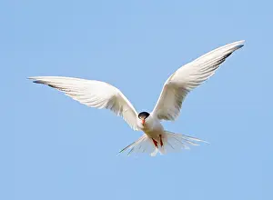 Common Tern In Flight Stampe: Common Tern, Sterna hirundo