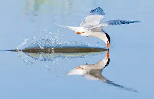 Common Tern In Flight Stampe: Common Tern, Sterna hirundo