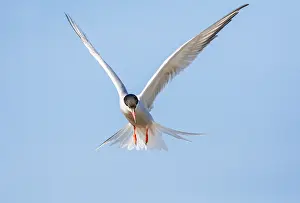Mediterranean Wildlife Images Stampe: Common Tern, Sterna hirundo