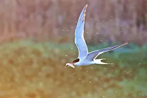 Sterna Hirundo Images Stampe: Common Tern, Sterna hirundo