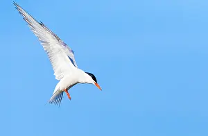 Mediterranean Wildlife Images Stampe: Common Tern, Sterna hirundo