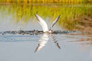 Mediterranean Wildlife Stampe: Common Tern, Sterna hirundo