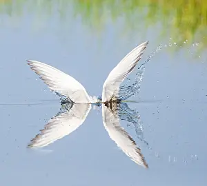 Mediterranean Wildlife Stampe: Common Tern, Sterna hirundo