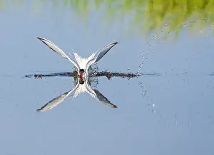 Mediterranean Wildlife Photos Stampe: Common Tern, Sterna hirundo