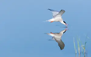Waterbird Photography Europe Stampe: Common Tern, Sterna hirundo