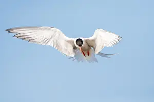 Bird Migration Patterns Europe Stampe: Common Tern, Sterna hirundo
