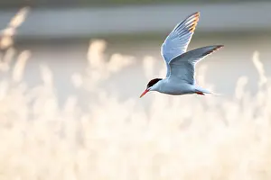 Mediterranean Wildlife Photos Stampe: Common Tern, Sterna hirundo