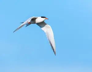 Mediterranean Wildlife Photos Stampe: Common Tern, Sterna hirundo