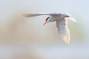 Stampa con cornice : Sterna comune, Sterna hirundo.