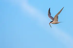 Immagini del 6 agosto 2007: Sterna comune, Sterna hirundo.