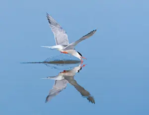 Stampa con cornice : Sterna comune, Sterna hirundo.