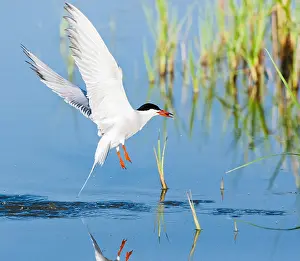 In Flight Bird Images Stampe: Common Tern, Sterna hirundo