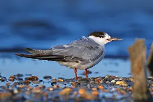 Sterna Hirundo Images Stampe: Common Tern, Sterna hirundo
