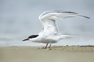 United States Wildlife Stampe: Common Tern, Sterna hirundo