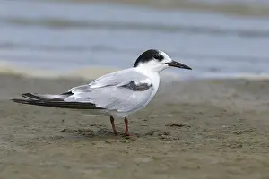 Texas Wildlife Images Stampe: Common Tern, Sterna hirundo