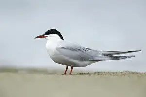Sterna Hirundo Images Stampe: Common Tern, Sterna hirundo