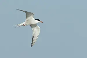 Flying Birds Stampe: Common Tern, Sterna hirundo