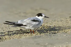 Texas Wildlife Photos Stampe: Common Tern, Sterna hirundo