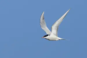Adult Terns In Flight Stampe: Common Tern, Sterna hirundo