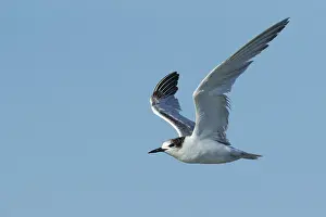 Flying Birds Stampe: Common Tern, Sterna hirundo