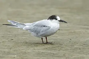 Texas Wildlife Stampe: Common Tern, Sterna hirundo