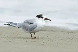 Texas Wildlife Stampe: Common Tern, Sterna hirundo
