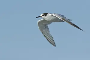 Flying Birds Stampe: Common Tern, Sterna hirundo