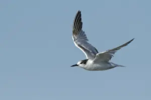 Flying Birds Stampe: Common Tern, Sterna hirundo