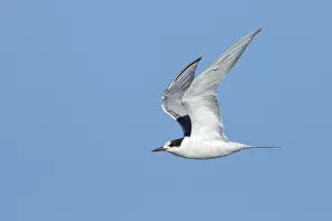 Flying Birds Stampe: Common Tern, Sterna hirundo