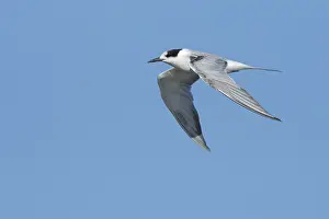 Flying Birds Stampe: Common Tern, Sterna hirundo