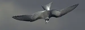 Finland Nature Photography Stampe: Common Tern, Sterna hirundo