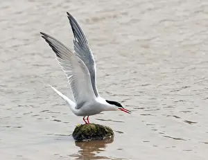 European Bird Life Stampe: Common Tern, Sterna hirundo