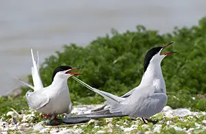 Texel Island Nature Reserve Stampe: Common Tern, Sterna hirundo