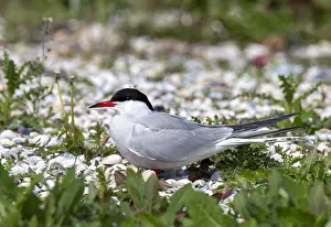 Texel Island Nature Reserve Stampe: Common Tern, Sterna hirundo