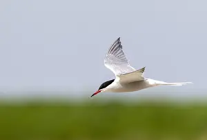 Sterna Hirundo Stampe: Common Tern, Sterna hirundo