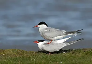 Sterna Hirundo Stampe: Common Tern, Sterna hirundo