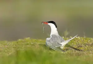 Sterna Hirundo Stampe: Common Tern, Sterna hirundo
